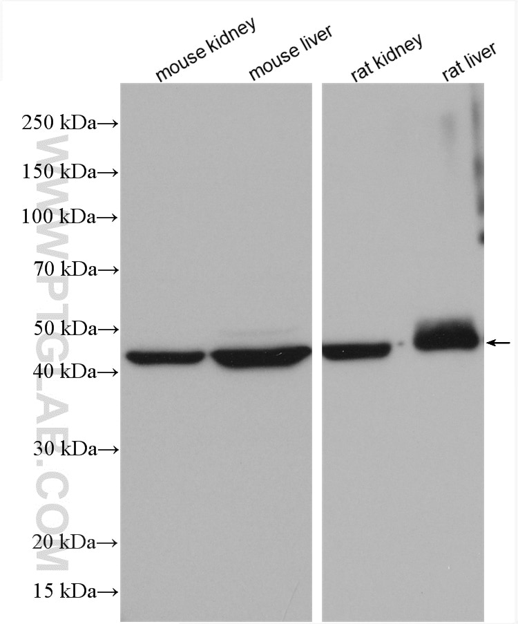 Western Blot (WB) analysis of various lysates using ASL Polyclonal antibody (16645-1-AP)