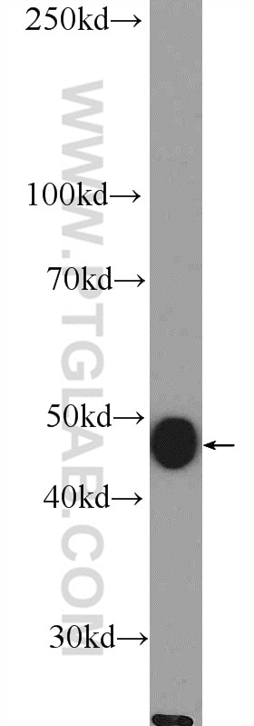 Western Blot (WB) analysis of mouse kidney tissue using ASL Polyclonal antibody (16645-1-AP)