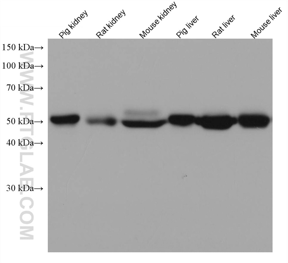 Western Blot (WB) analysis of various lysates using ASL Monoclonal antibody (67692-1-Ig)