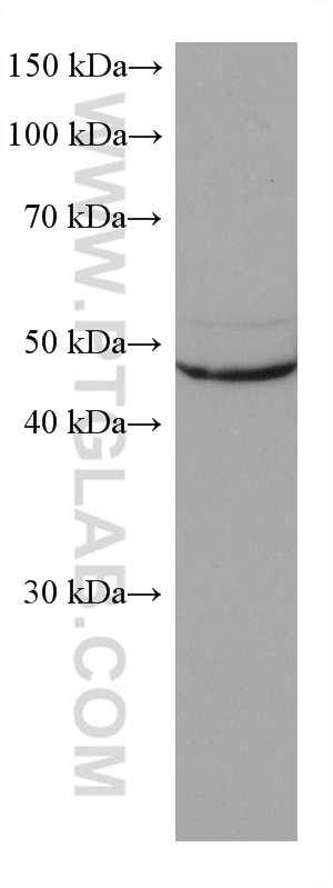 Western Blot (WB) analysis of K-562 cells using ASL Monoclonal antibody (67692-1-Ig)
