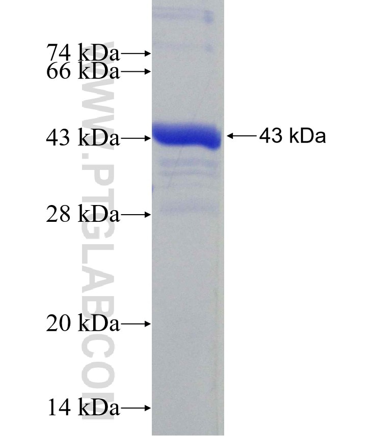 ASL fusion protein Ag30517 SDS-PAGE