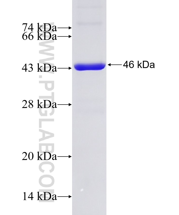 ASMTL fusion protein Ag6757 SDS-PAGE