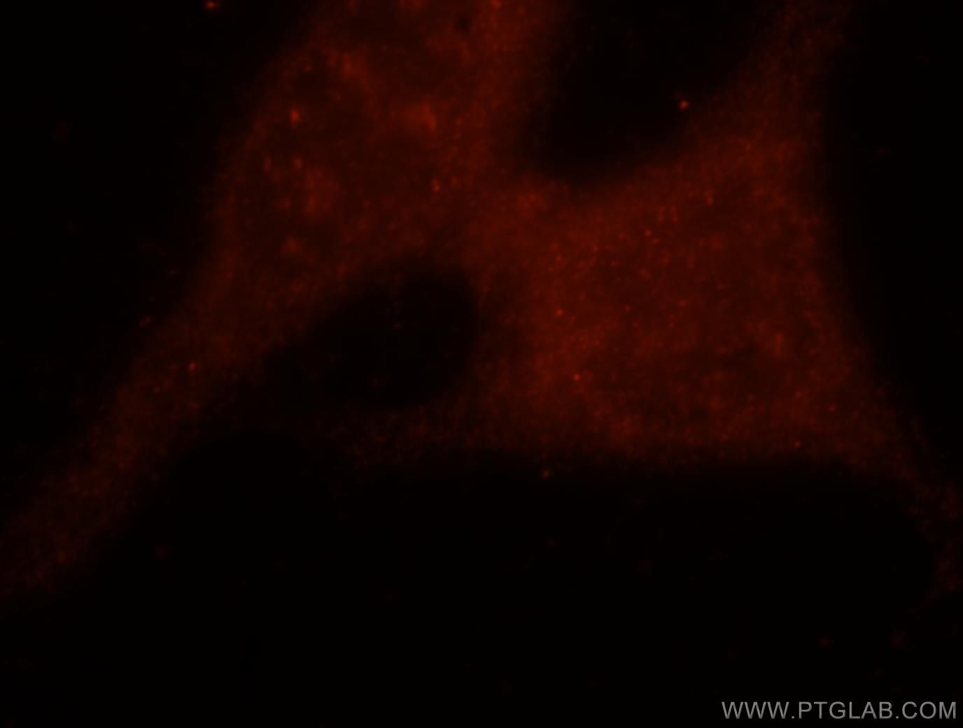 Immunofluorescence (IF) / fluorescent staining of HepG2 cells using ASNA1 Polyclonal antibody (15450-1-AP)