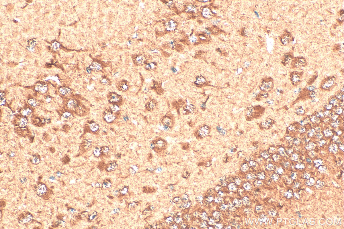 Immunohistochemistry (IHC) staining of mouse brain tissue using ASNA1 Polyclonal antibody (15450-1-AP)