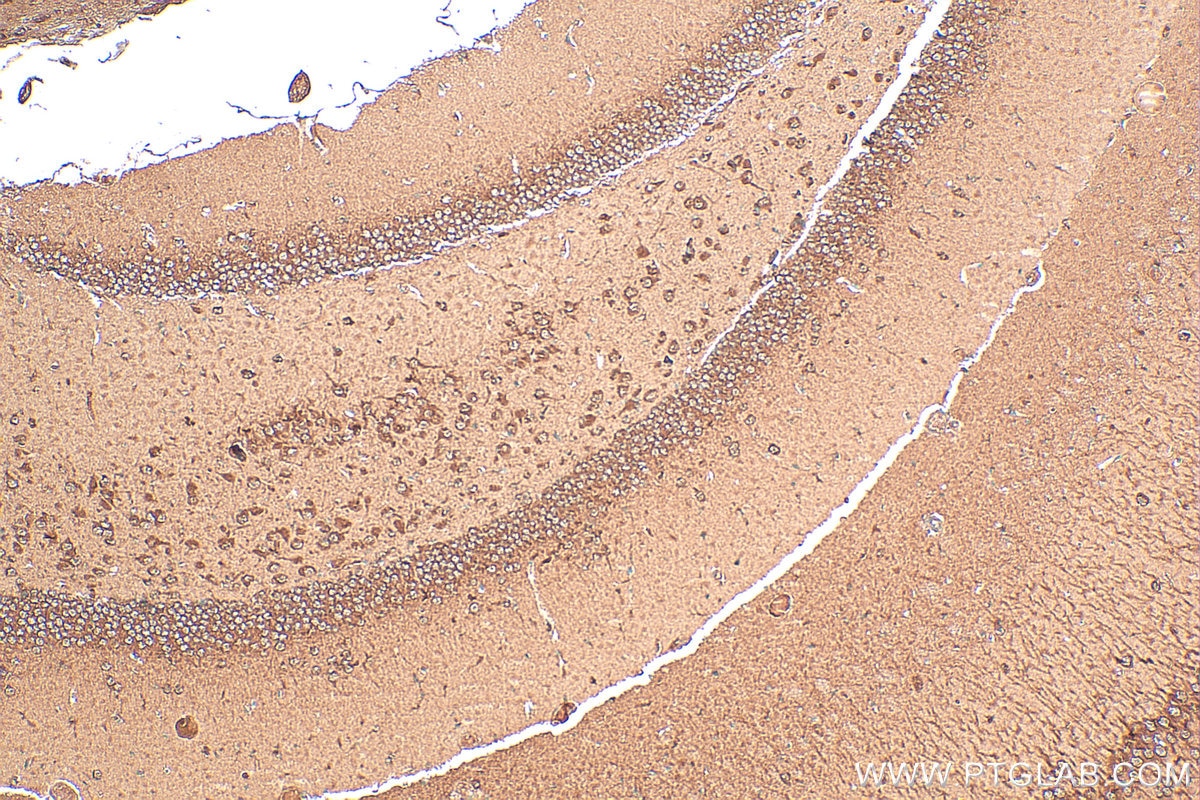 Immunohistochemistry (IHC) staining of mouse brain tissue using ASNA1 Polyclonal antibody (15450-1-AP)
