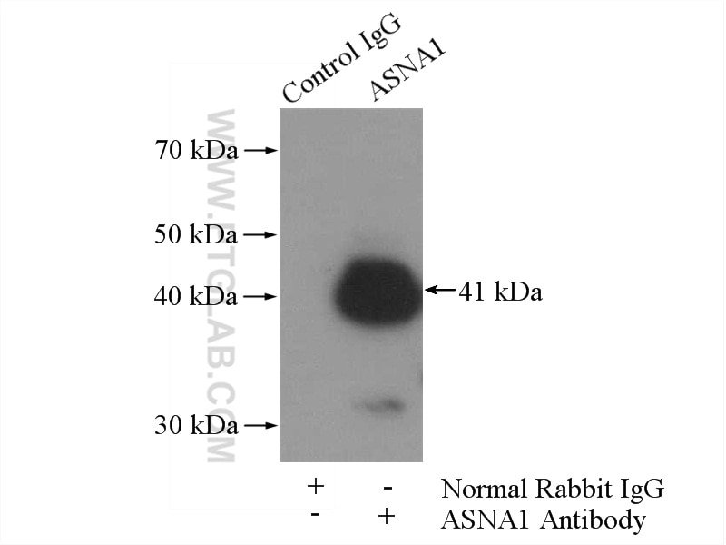 Immunoprecipitation (IP) experiment of mouse brain tissue using ASNA1 Polyclonal antibody (15450-1-AP)