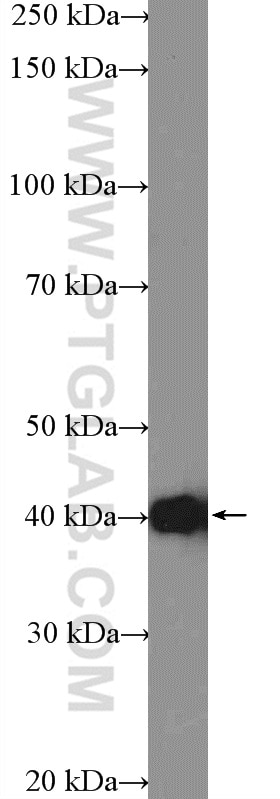 Western Blot (WB) analysis of HeLa cells using ASNA1 Polyclonal antibody (15450-1-AP)