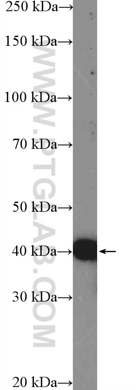 Western Blot (WB) analysis of mouse brain tissue using ASNA1 Polyclonal antibody (15450-1-AP)