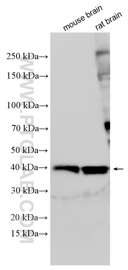Western Blot (WB) analysis of various lysates using ASNA1 Polyclonal antibody (15450-1-AP)
