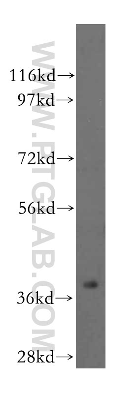 Western Blot (WB) analysis of human heart tissue using ASNA1 Polyclonal antibody (15450-1-AP)