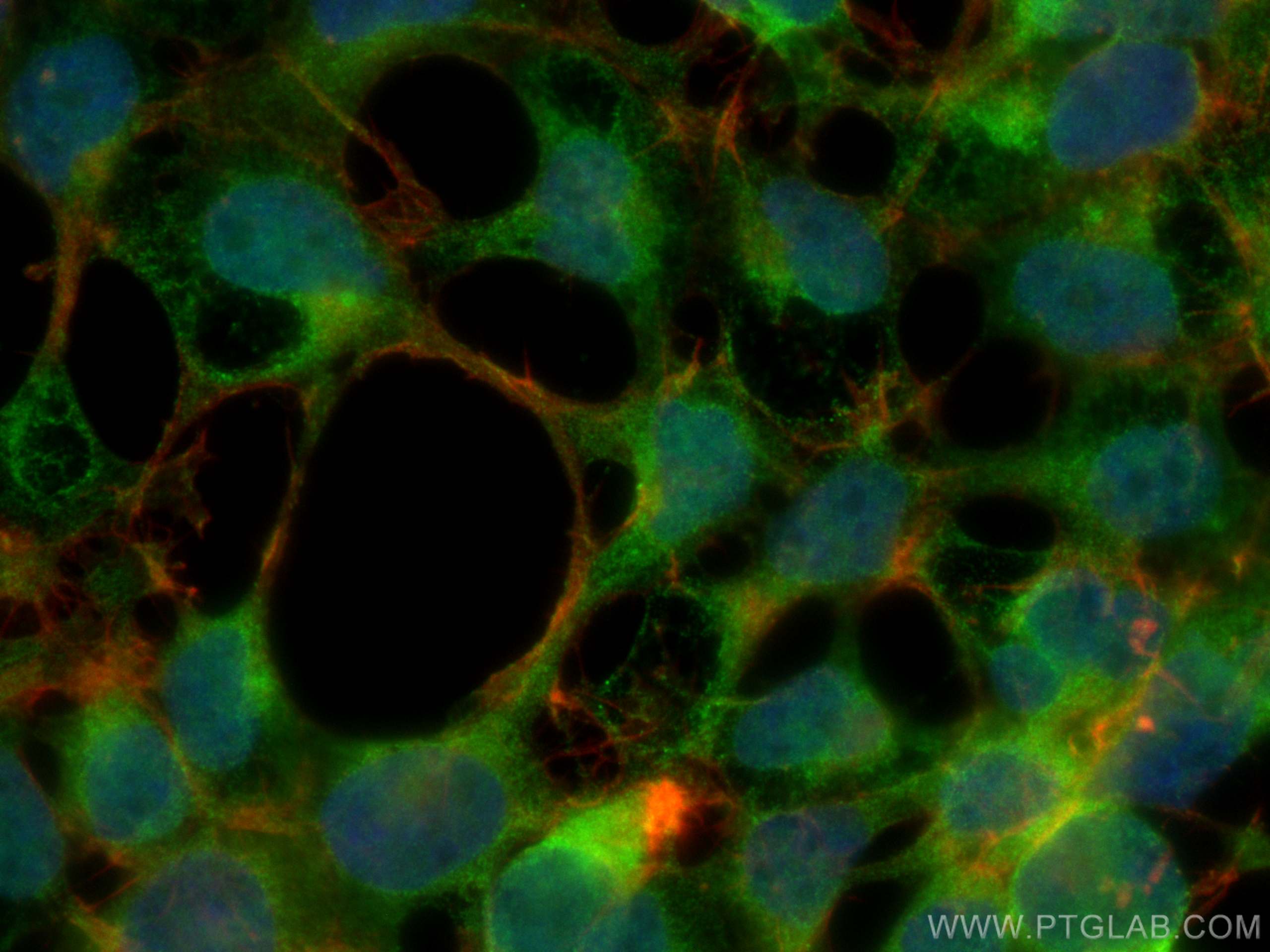 Immunofluorescence (IF) / fluorescent staining of HEK-293 cells using ASNA1 Monoclonal antibody (66346-1-Ig)