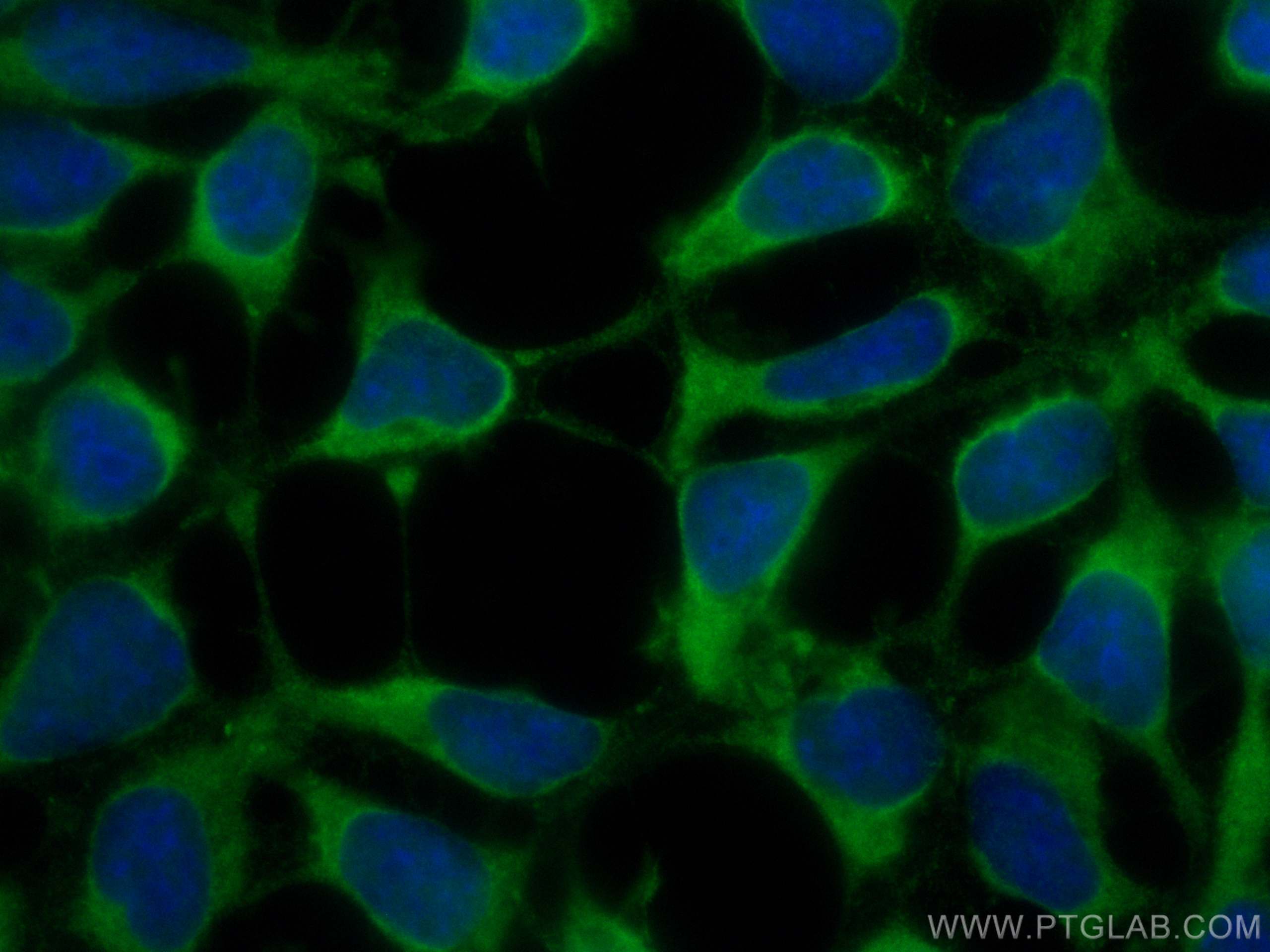 Immunofluorescence (IF) / fluorescent staining of HEK-293 cells using ASNA1 Monoclonal antibody (66346-1-Ig)