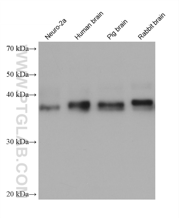 Western Blot (WB) analysis of various lysates using ASNA1 Monoclonal antibody (66346-1-Ig)