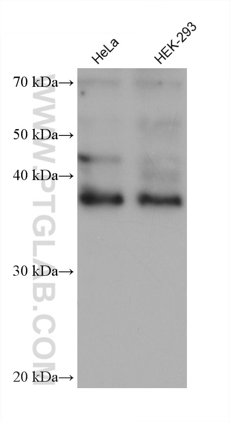 Western Blot (WB) analysis of various lysates using ASNA1 Monoclonal antibody (66346-1-Ig)