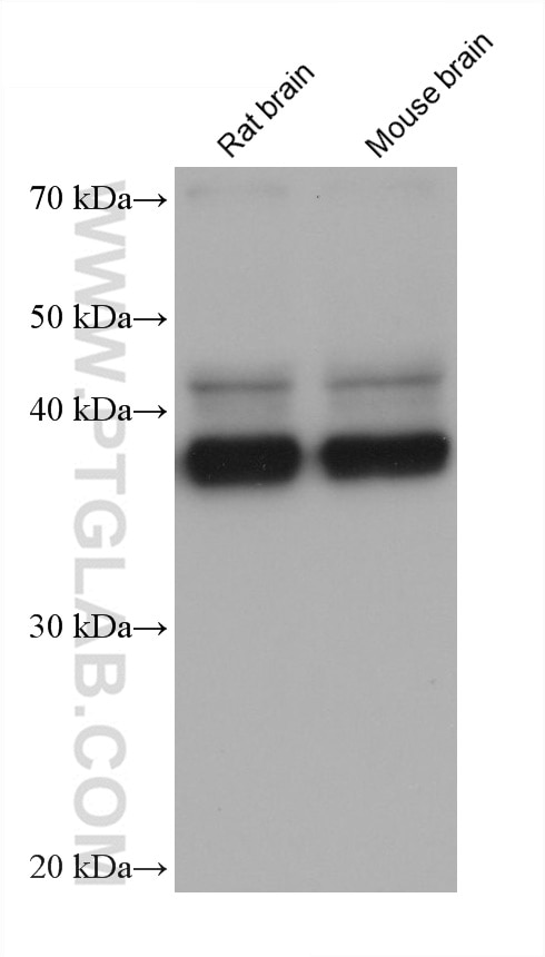 Western Blot (WB) analysis of various lysates using ASNA1 Monoclonal antibody (66346-1-Ig)