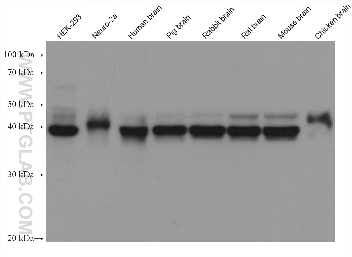 Western Blot (WB) analysis of various lysates using ASNA1 Monoclonal antibody (66346-1-Ig)