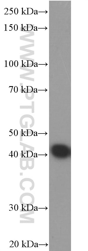 Western Blot (WB) analysis of Neuro-2a cells using ASNA1 Monoclonal antibody (66346-1-Ig)