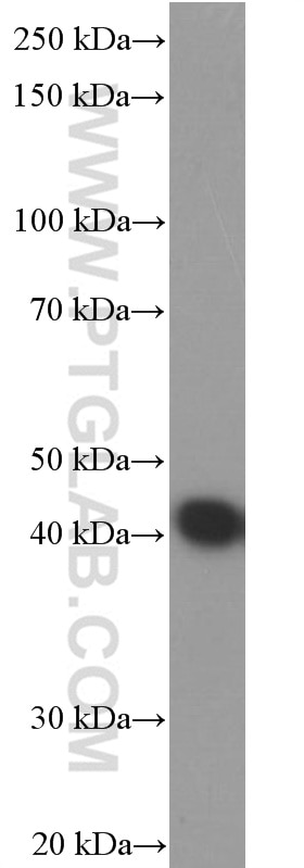 WB analysis of Neuro-2a using 66346-1-Ig