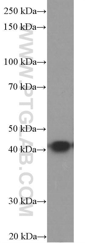 Western Blot (WB) analysis of fetal human brain tissue using ASNA1 Monoclonal antibody (66346-1-Ig)