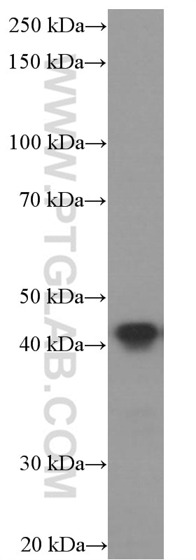 Western Blot (WB) analysis of pig brain tissue using ASNA1 Monoclonal antibody (66346-1-Ig)