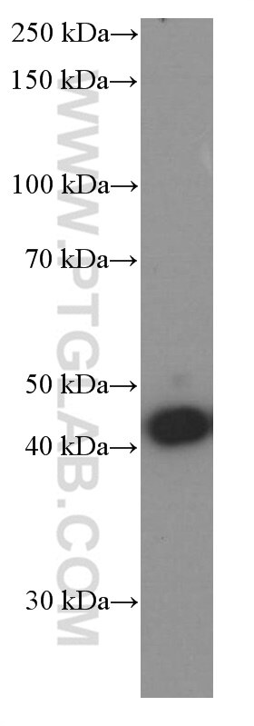 Western Blot (WB) analysis of rat brain tissue using ASNA1 Monoclonal antibody (66346-1-Ig)