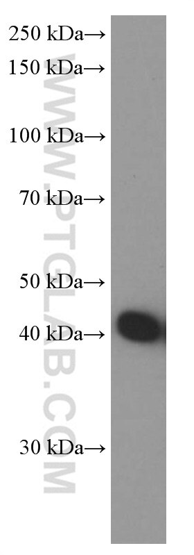 Western Blot (WB) analysis of HEK-293 cells using ASNA1 Monoclonal antibody (66346-1-Ig)