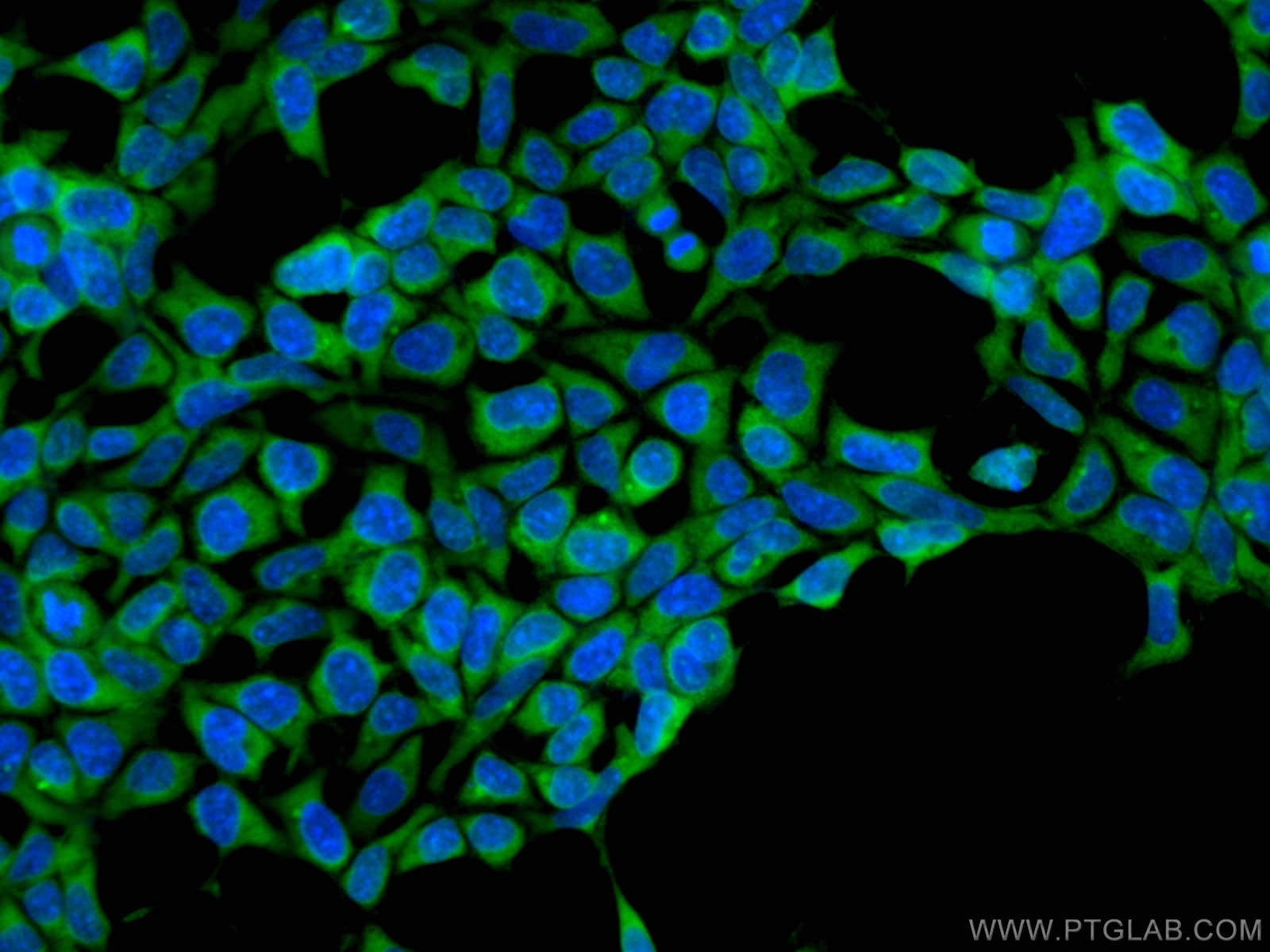 Immunofluorescence (IF) / fluorescent staining of HEK-293 cells using CoraLite® Plus 488-conjugated ASNA1 Monoclonal ant (CL488-66346)