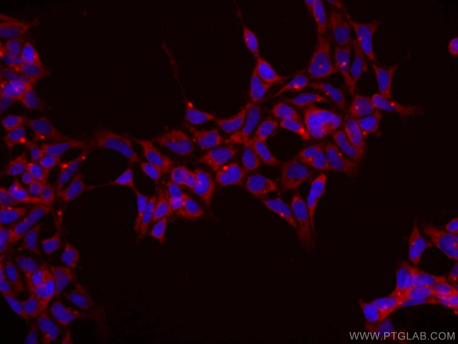Immunofluorescence (IF) / fluorescent staining of HEK-293 cells using CoraLite®594-conjugated ASNA1 Monoclonal antibody (CL594-66346)
