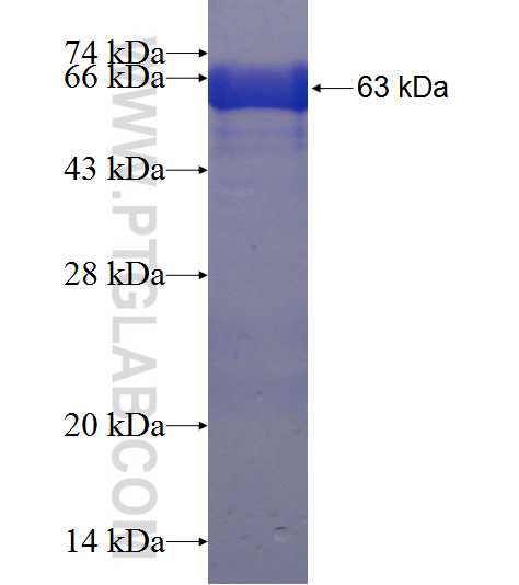 ASNA1 fusion protein Ag7713 SDS-PAGE