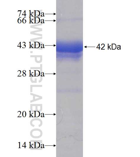 ASNA1 fusion protein Ag7936 SDS-PAGE