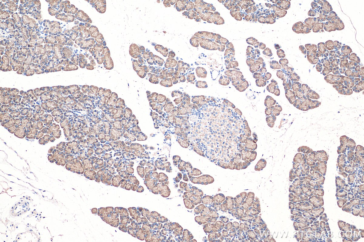 Immunohistochemistry (IHC) staining of rat pancreas tissue using ASNS Monoclonal antibody (68004-1-Ig)