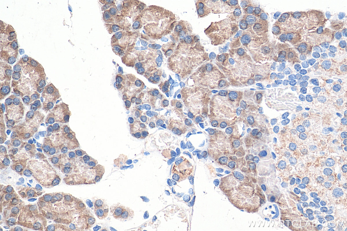 Immunohistochemistry (IHC) staining of rat pancreas tissue using ASNS Monoclonal antibody (68004-1-Ig)