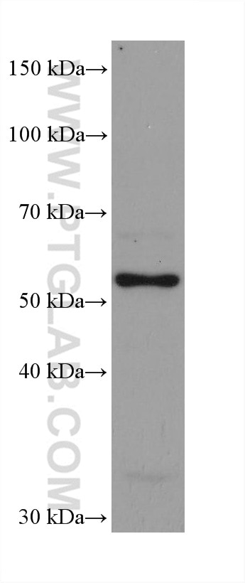 WB analysis of HeLa using 68004-1-Ig