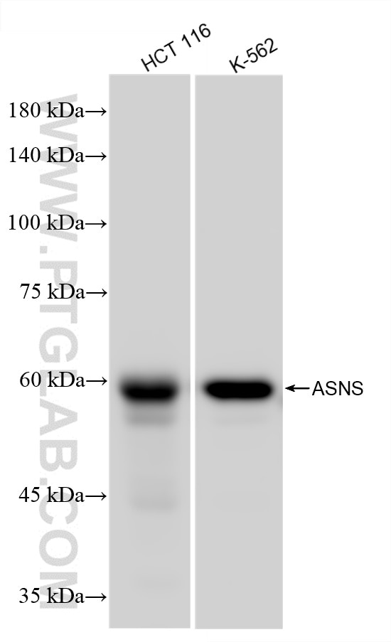 ASNS