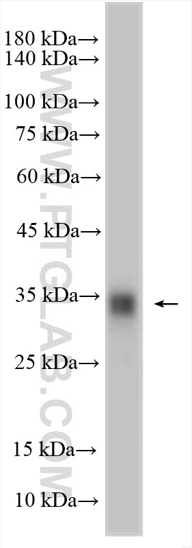 Western Blot (WB) analysis of mouse brain tissue using ASPA Polyclonal antibody (13244-1-AP)