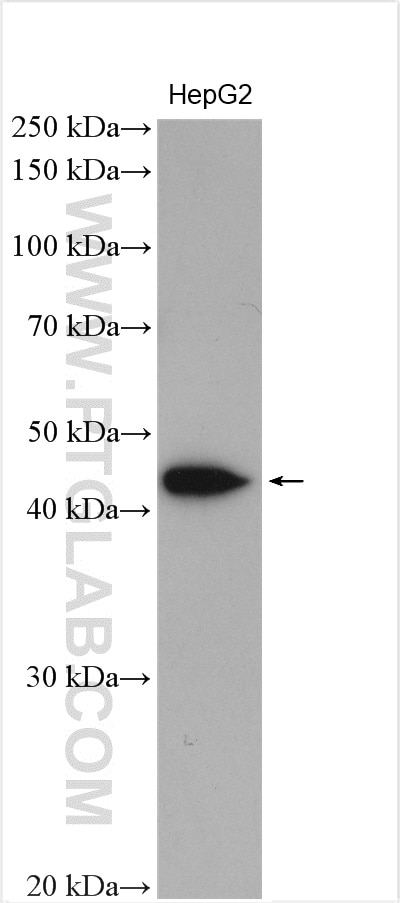 Western Blot (WB) analysis of HepG2 cells using ASPN Polyclonal antibody (27602-1-AP)