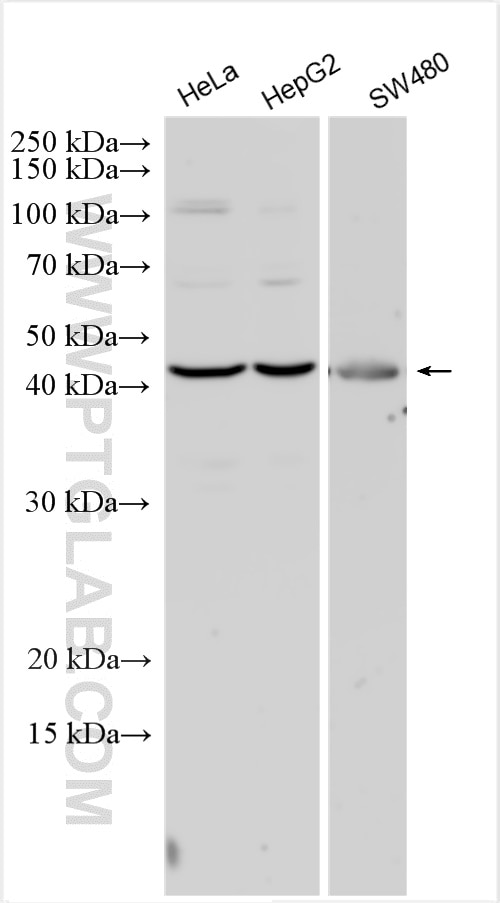Western Blot (WB) analysis of various lysates using ASPN Polyclonal antibody (27602-1-AP)