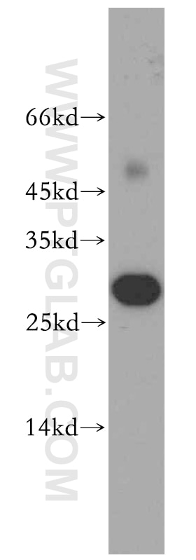 Western Blot (WB) analysis of mouse skin tissue using ASPRV1 Polyclonal antibody (13052-1-AP)