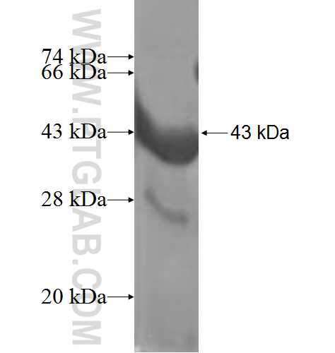 ASPRV1 fusion protein Ag3719 SDS-PAGE