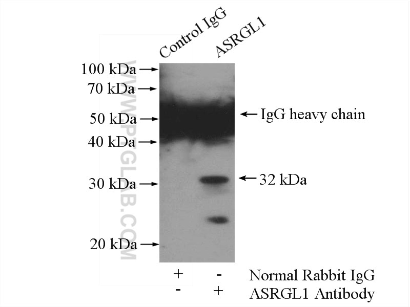 Immunoprecipitation (IP) experiment of HeLa cells using ASRGL1 Polyclonal antibody (11400-1-AP)