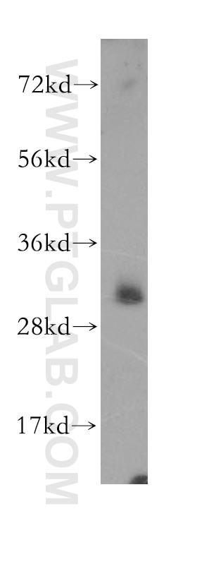 Western Blot (WB) analysis of HeLa cells using ASRGL1 Polyclonal antibody (11400-1-AP)