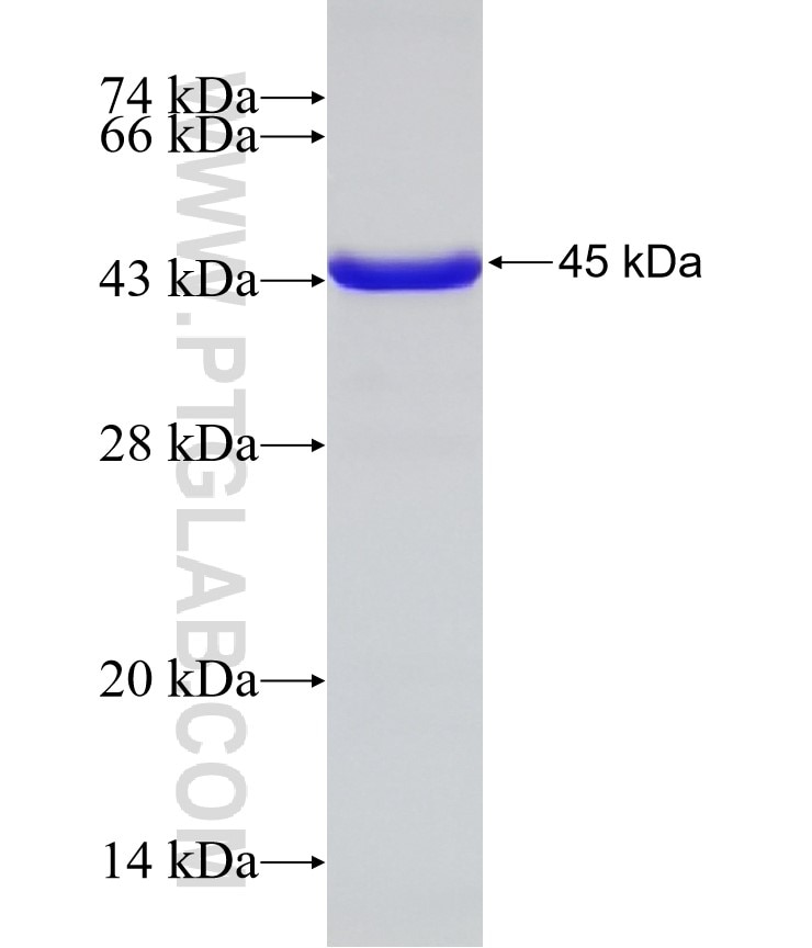 ASRGL1 fusion protein Ag32732 SDS-PAGE ASRGL1 fusion protein Ag32732 SDS-PAGE