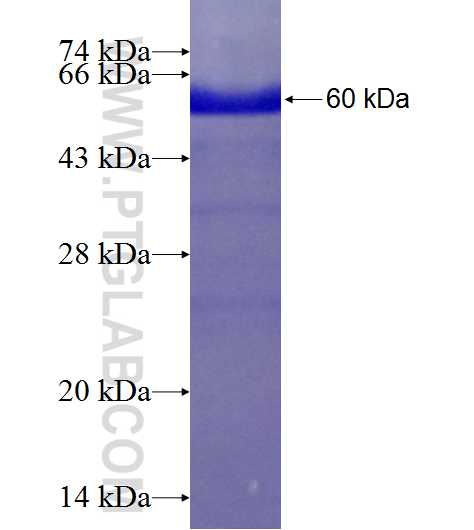 ASRGL1 fusion protein Ag1955 SDS-PAGE
