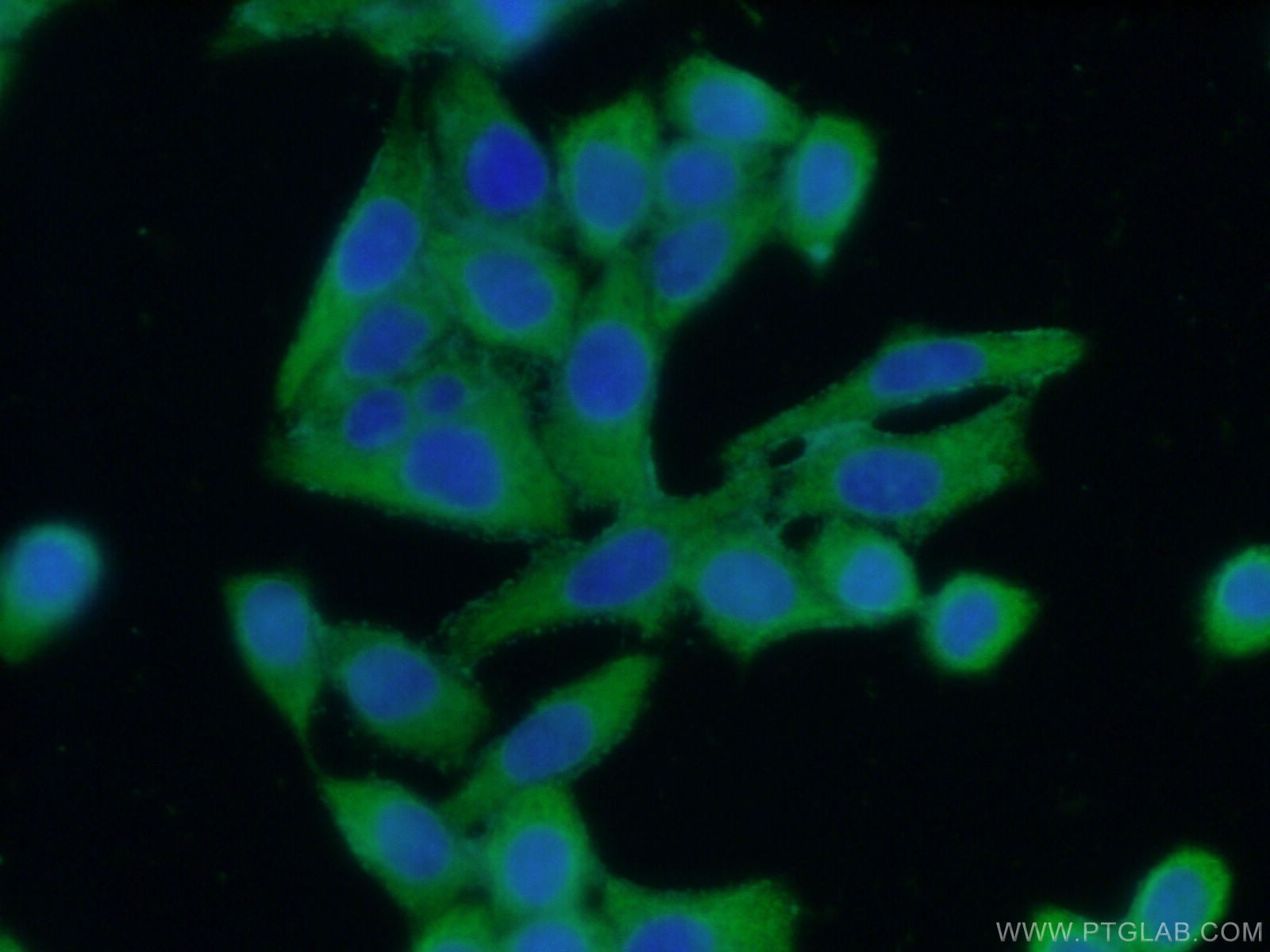 Immunofluorescence (IF) / fluorescent staining of HeLa cells using ASS1 Polyclonal antibody (16210-1-AP)
