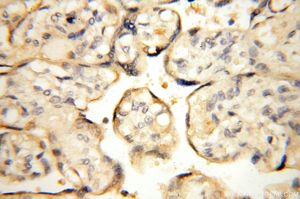 IHC staining of human placenta using 16210-1-AP