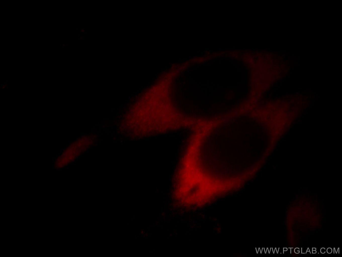 Immunofluorescence (IF) / fluorescent staining of MCF-7 cells using ASS1 Monoclonal antibody (66036-1-Ig)