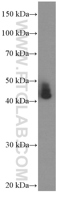 Western Blot (WB) analysis of pig liver tissue using ASS1 Monoclonal antibody (66036-1-Ig)