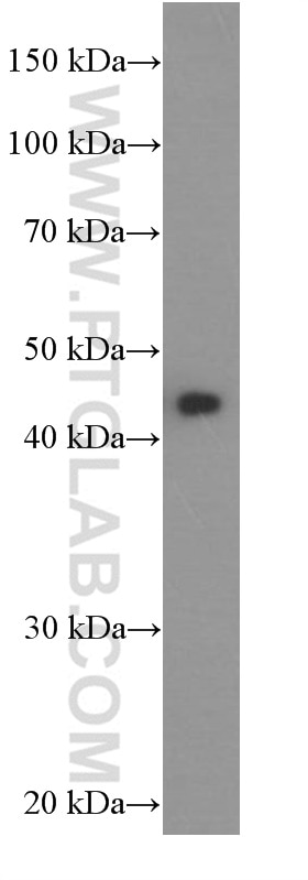 Western Blot (WB) analysis of L02 cells using ASS1 Monoclonal antibody (66036-1-Ig)