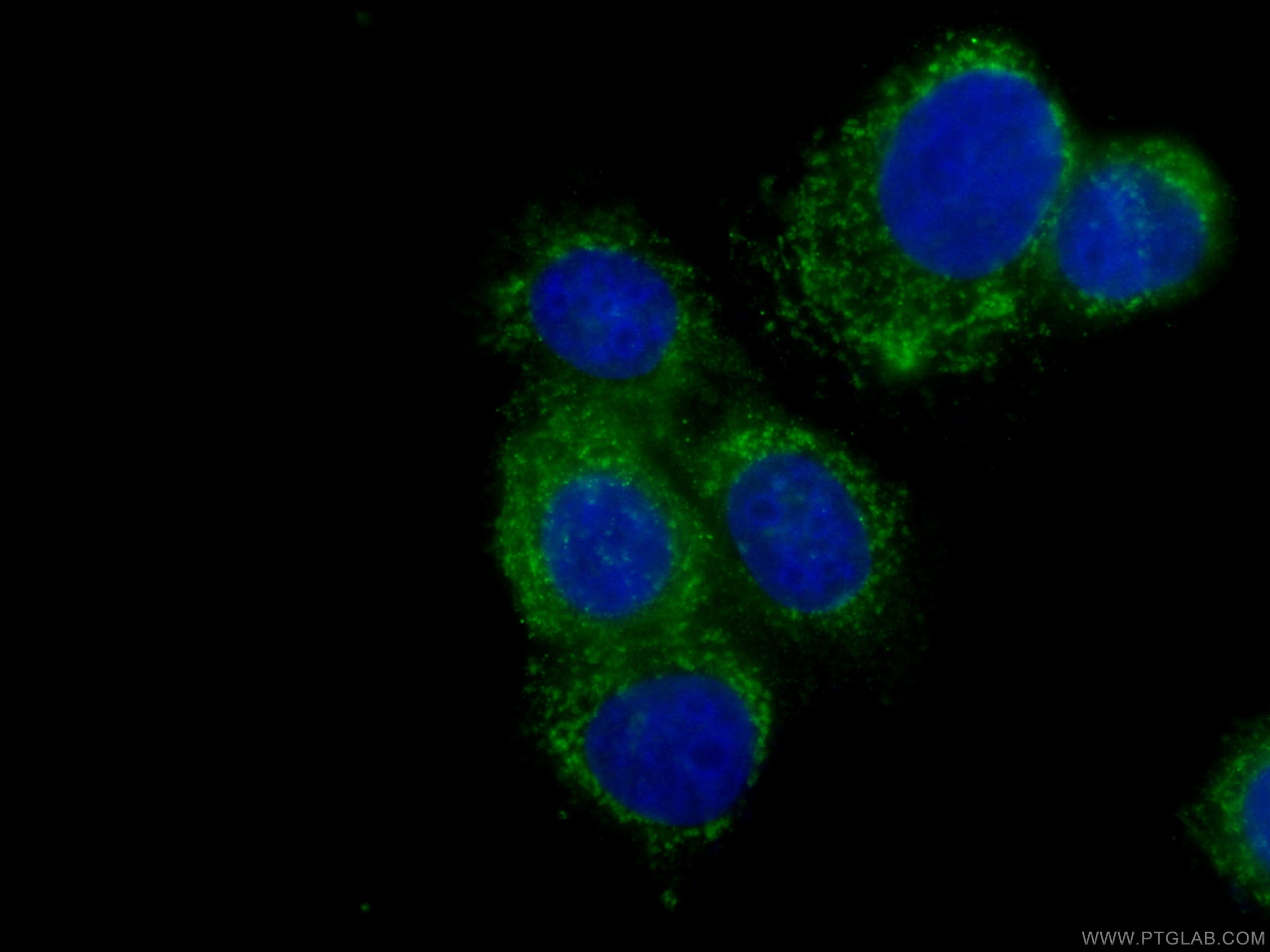 IF Staining of MCF-7 using CL488-66036