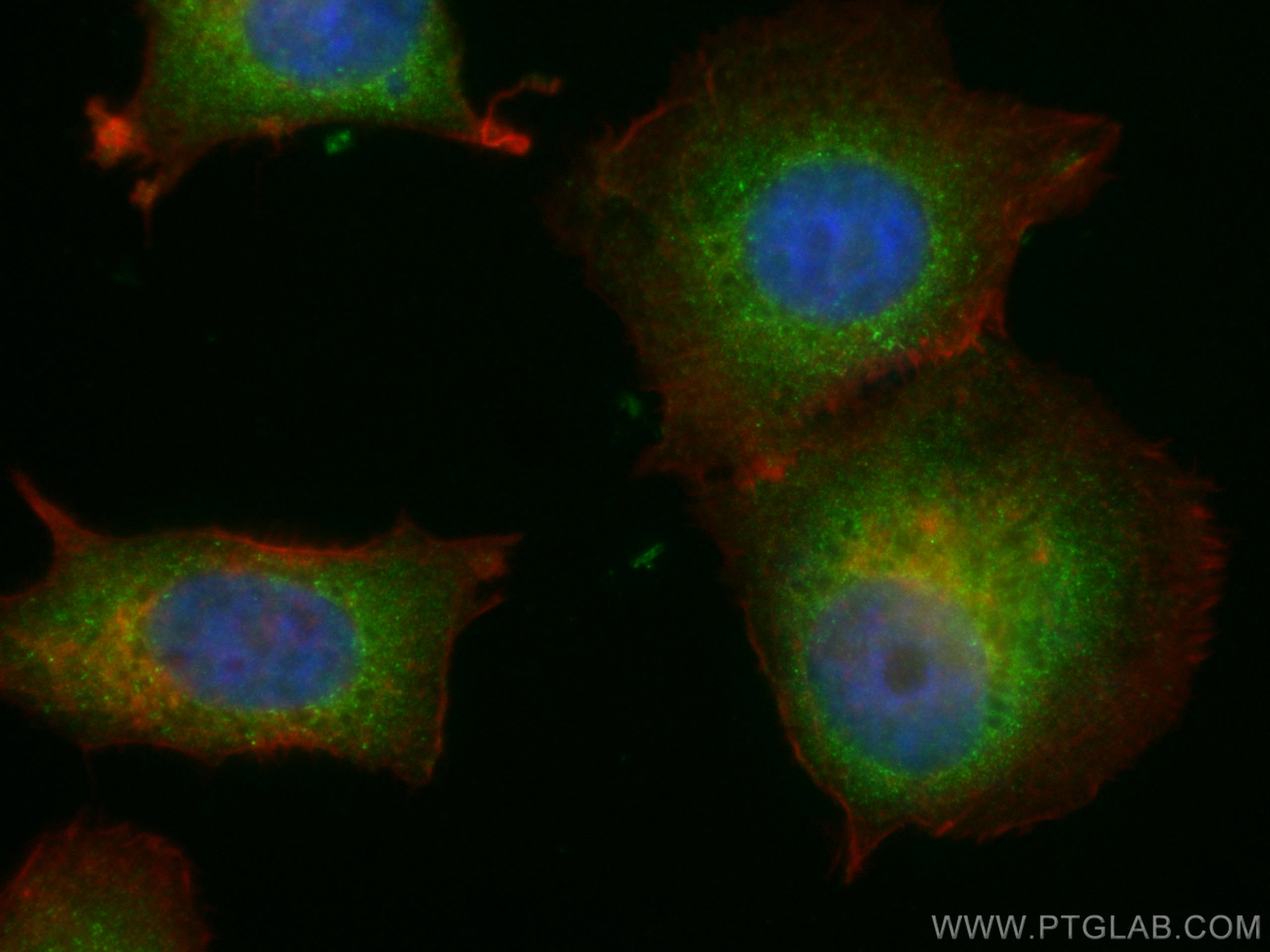 Immunofluorescence (IF) / fluorescent staining of MCF-7 cells using CoraLite® Plus 488-conjugated ASS1 Monoclonal anti (CL488-66036)